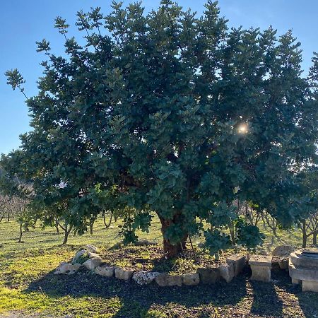 Trullo Della Selva Villa Alberobello Buitenkant foto